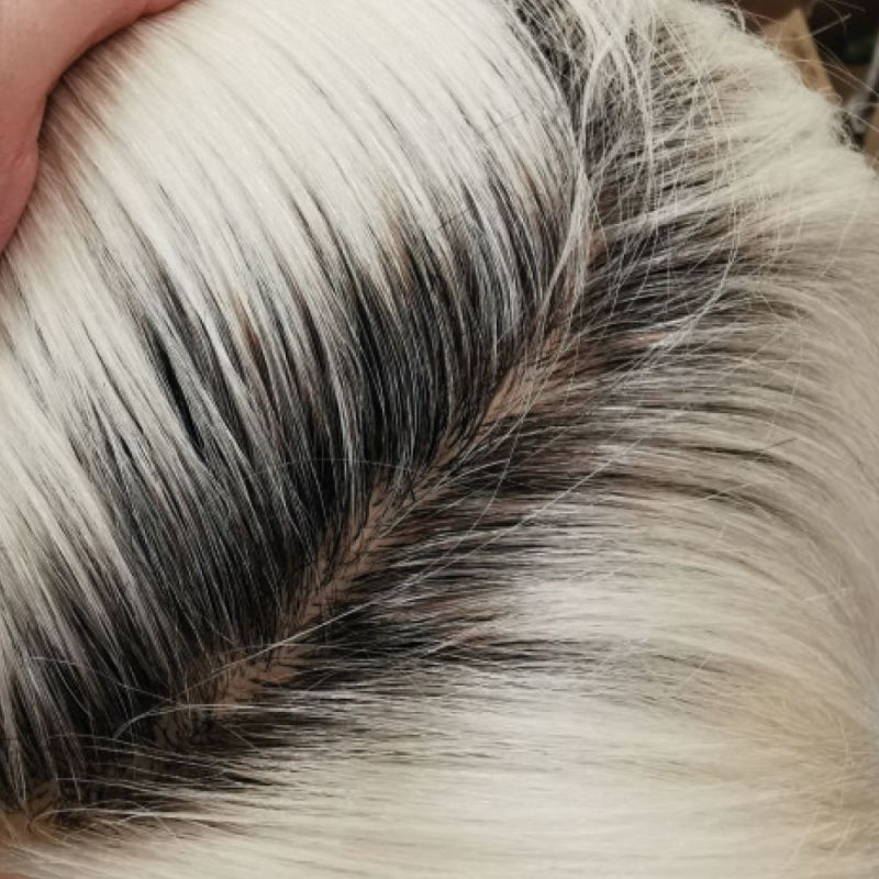 TESTINA DE-MARCO 18/20 CM